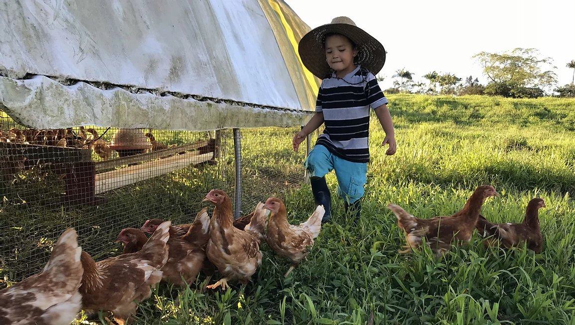 KauKauKitchen83's tweet photo. Our favorite chickens come from Punachicks:

https://t.co/MmjgH3jrNb https://t.co/tYB9pDbkZV
