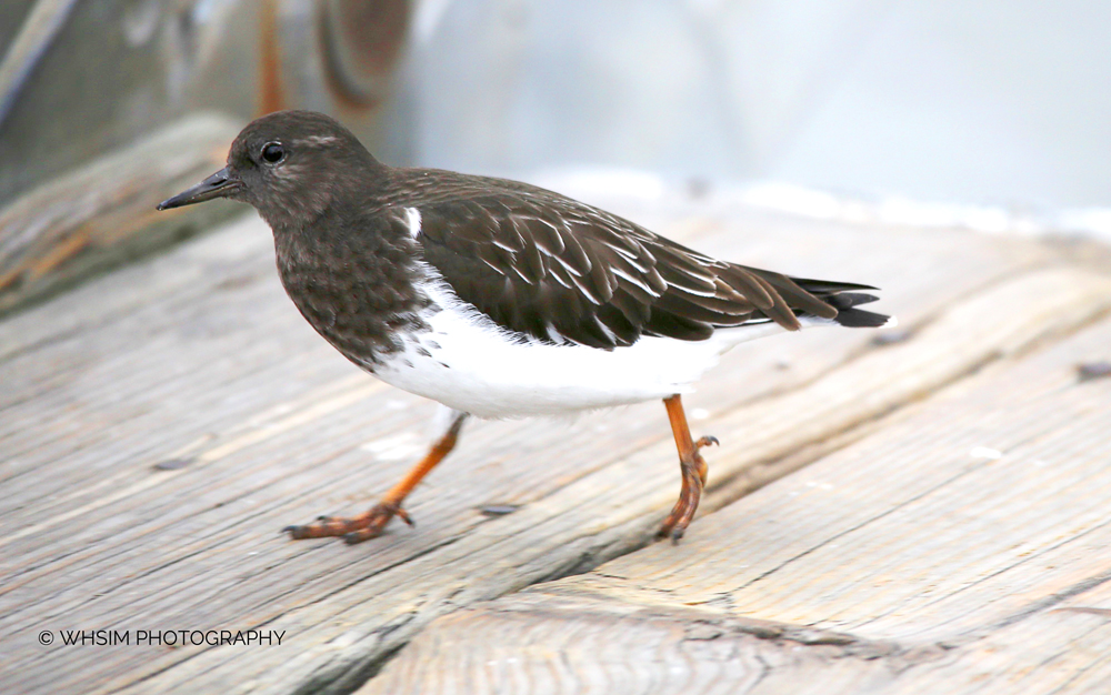 whuisim's tweet photo. #blackturnstone discovers that there's something better than barnacles when you're on the boardwalk. photographer discovers better photo ops, too. #facesoffall #whiterockpier #mypeeps https://t.co/WvWIpuCj1N