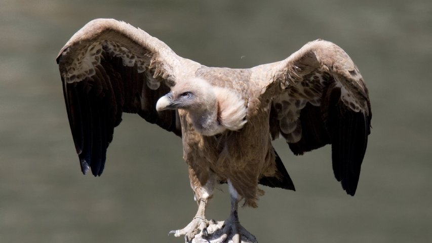 Friedrich Merz als Geier Ein Thread: