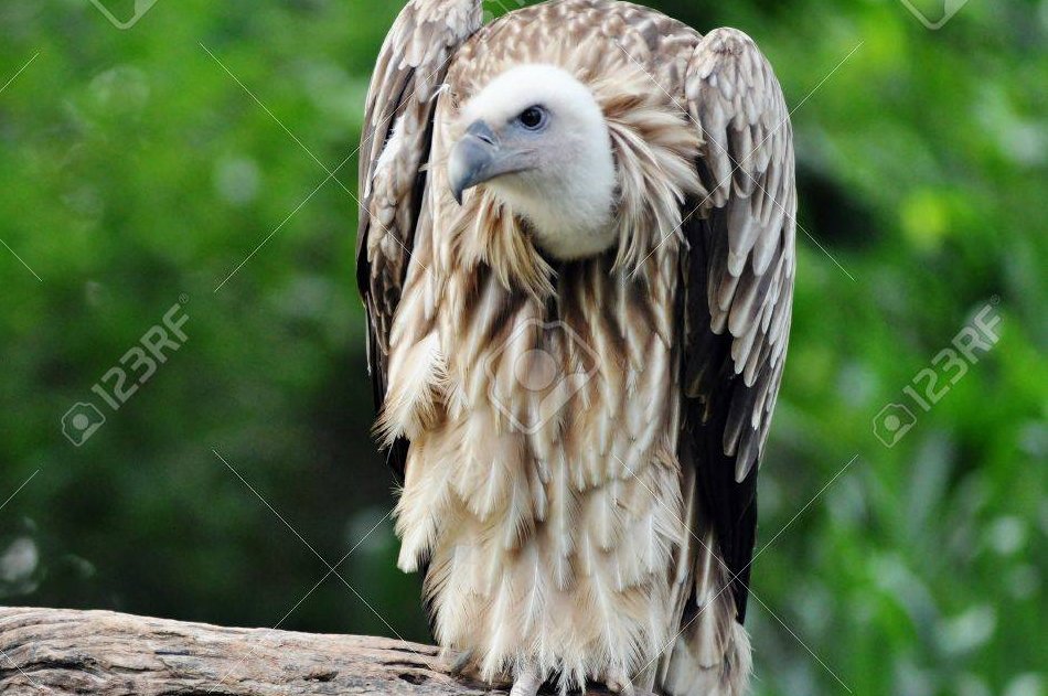 Friedrich Merz als Geier Ein Thread: