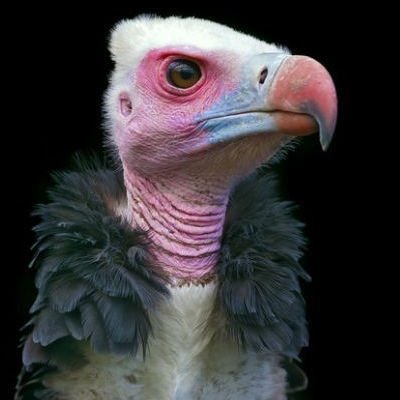 Friedrich Merz als Geier Ein Thread: