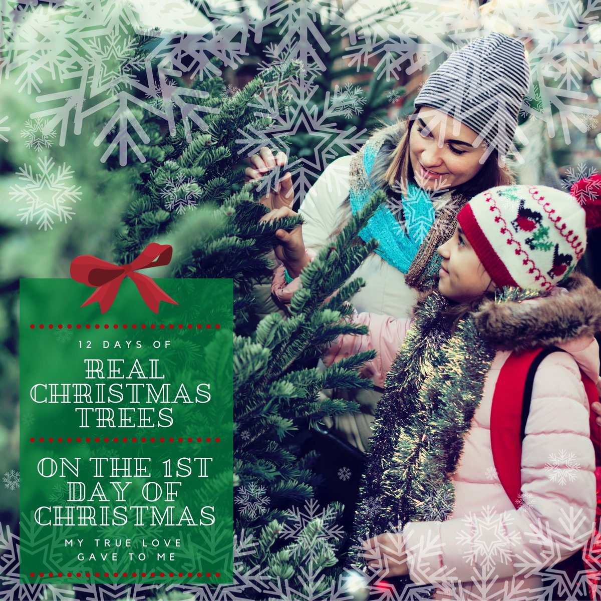 RealTrees's tweet image. On the 1st Day of Christmas, my true love gave to me, a REAL Christmas Tree! Every Christmas celebration should include a Real Christmas Tree! #RealChristmasTrees #NationalChristmasTreeAssociation #Christmas #Christmas2020 #christmastreefarm #farmgrown #makingmemories #family
