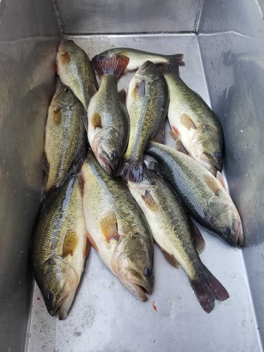 Jaguar_Fishing's tweet photo. Does this make me a bass fisherman? #AskingForAFriend #largemouthbass #Mobiledelta #FortGunnison #Frontier https://t.co/2FtfxFqVKa