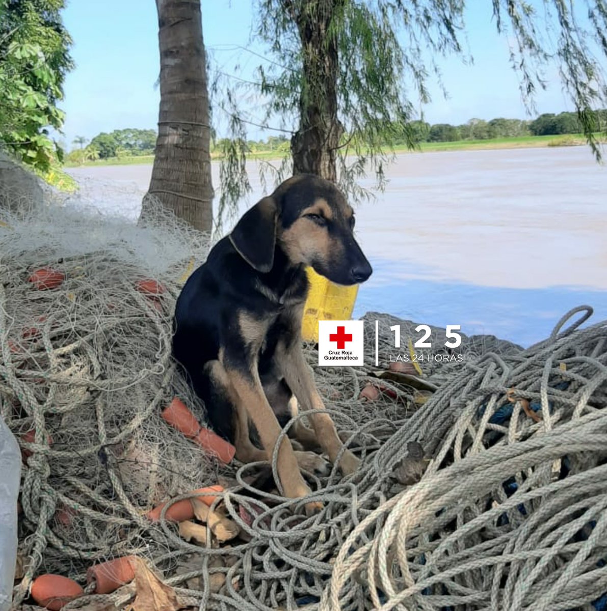 CruzRojaGT_'s tweet photo. #OperacionETA 🚨
Durante las inundaciones que se registraron en Quinelitos en Puerto Barrios, Izabal, #CruzRojaGT localiza a un perro que se encontraba extraviado y había sido arrastrado por la corriente varios kilómetros, es llevado con sus dueños. https://t.co/BIxoocC2CG
