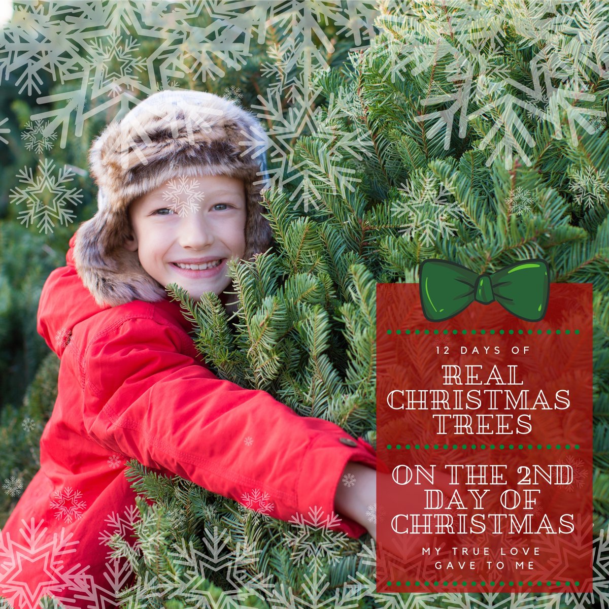 RealTrees's tweet image. On the 2nd day of Christmas my true love gave to me, a biodegradable Christmas Tree! Real Christmas Trees are biodegradable, which means they can be easily reused or recycled for mulch and other purposes! #RealChristmasTrees #NationalChristmasTreeAssociation #Christmas