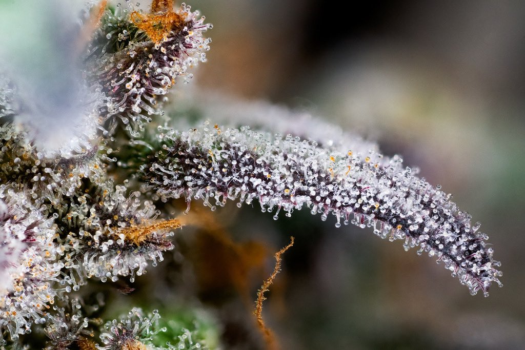 SummitCanCo's tweet photo. Sour Cookies
From
Simply Bare Organic
This Sour Cookies is a FVOPA Organic Certified sativa-dominant, high potency cultivar derived from the well-loved Girl Scout Cookies and Sour Diesel lineages..
.
.
#organic #organiccannabis @simplybareorganic #terpenes #sourcookies https://t.co/wlXSlrJuHD