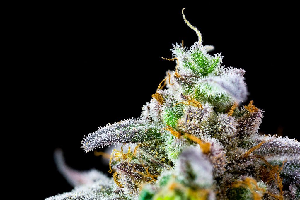 SummitCanCo's tweet photo. Sour Cookies
From
Simply Bare Organic
This Sour Cookies is a FVOPA Organic Certified sativa-dominant, high potency cultivar derived from the well-loved Girl Scout Cookies and Sour Diesel lineages..
.
.
#organic #organiccannabis @simplybareorganic #terpenes #sourcookies https://t.co/wlXSlrJuHD