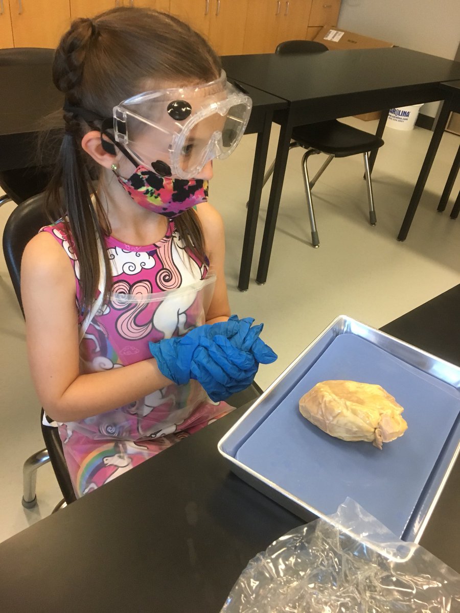 BradD85's tweet photo. Ms. Andrew, one of our amazing Bio and A&amp;P teachers, showed Liv how to dissect a sheep’s heart.  She had a PPT for her and everything.  I work with amazing people @lifemustangs, and it was fun to see Liv’s love of science on full display. https://t.co/aHw9tqxI9w