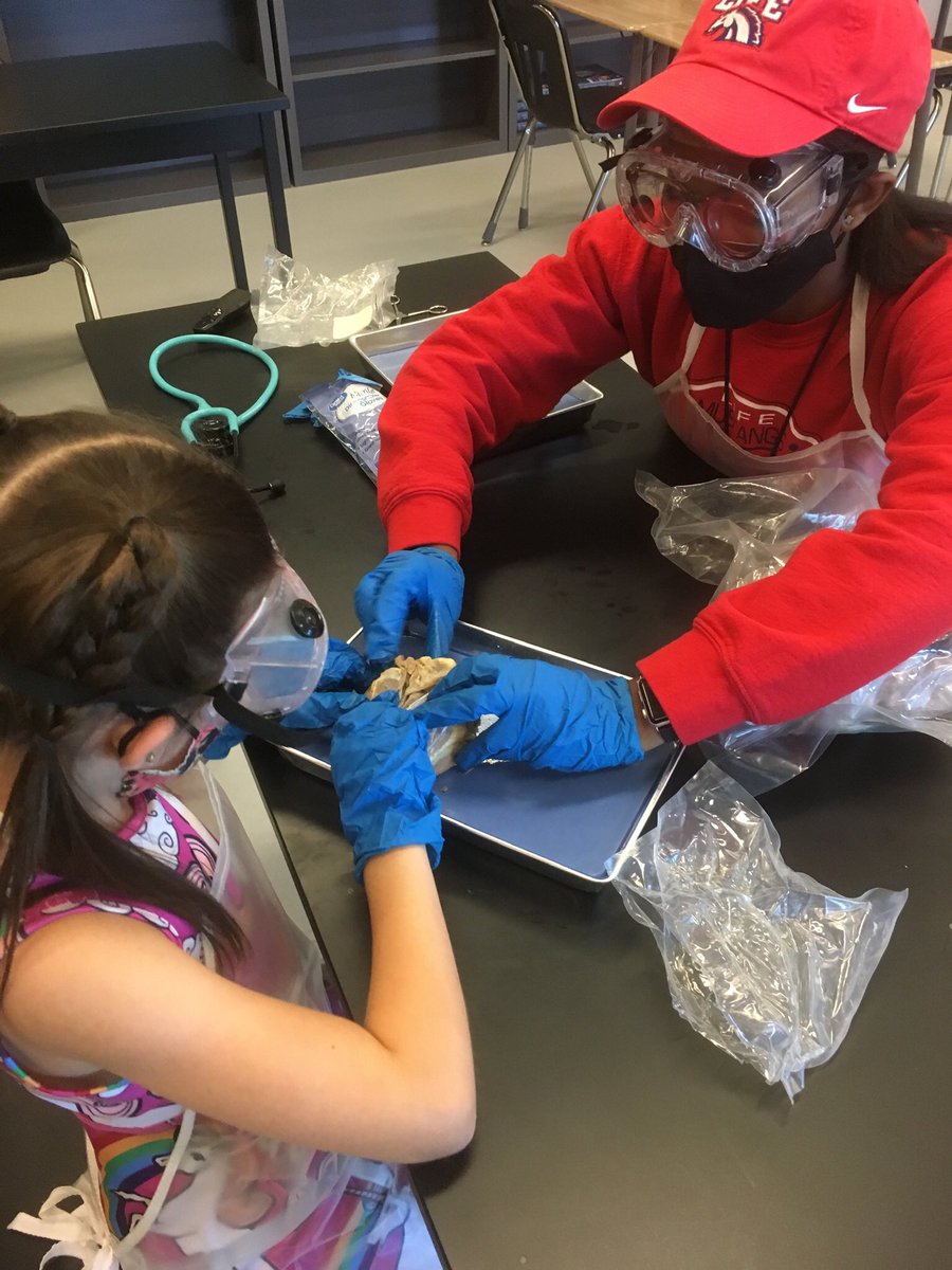 BradD85's tweet photo. Ms. Andrew, one of our amazing Bio and A&amp;P teachers, showed Liv how to dissect a sheep’s heart.  She had a PPT for her and everything.  I work with amazing people @lifemustangs, and it was fun to see Liv’s love of science on full display. https://t.co/aHw9tqxI9w