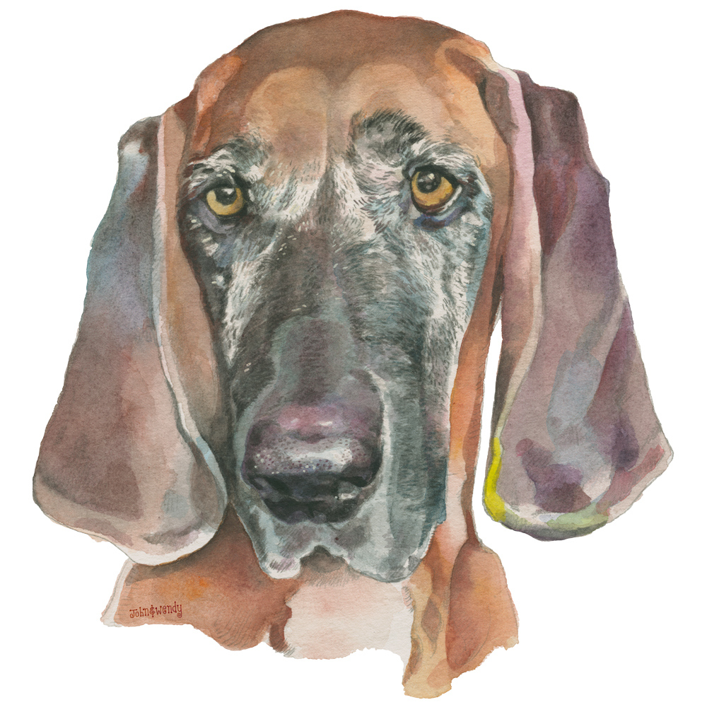 PositivelyDogSt's tweet photo. Hey Ruby, why the long face?

#coonhound #dogportrait DM for details https://t.co/VHLQ5EsPBj