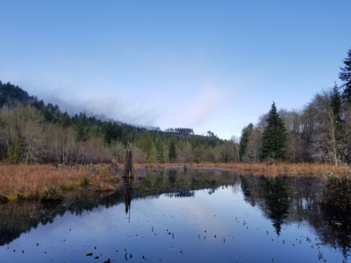 ryanlouie's tweet photo. #McClaneCreekNatureTrail #BeaverPond #McClaneCreek #salmon #spawning #CapitolStateForest #StreamTeam @experience_oly @ThurstonCounty @WAStatePks @waDNR @EcologyWA @WTA_hikers @ExperienceWA https://t.co/U2KJmhnADZ