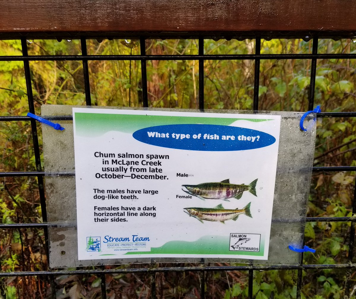 ryanlouie's tweet photo. #McClaneCreekNatureTrail #BeaverPond #McClaneCreek #salmon #spawning #CapitolStateForest #StreamTeam @experience_oly @ThurstonCounty @WAStatePks @waDNR @EcologyWA @WTA_hikers @ExperienceWA https://t.co/U2KJmhnADZ