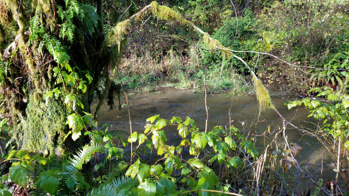 ryanlouie's tweet photo. #McClaneCreekNatureTrail #BeaverPond #McClaneCreek #salmon #spawning #CapitolStateForest #StreamTeam @experience_oly @ThurstonCounty @WAStatePks @waDNR @EcologyWA @WTA_hikers @ExperienceWA https://t.co/U2KJmhnADZ
