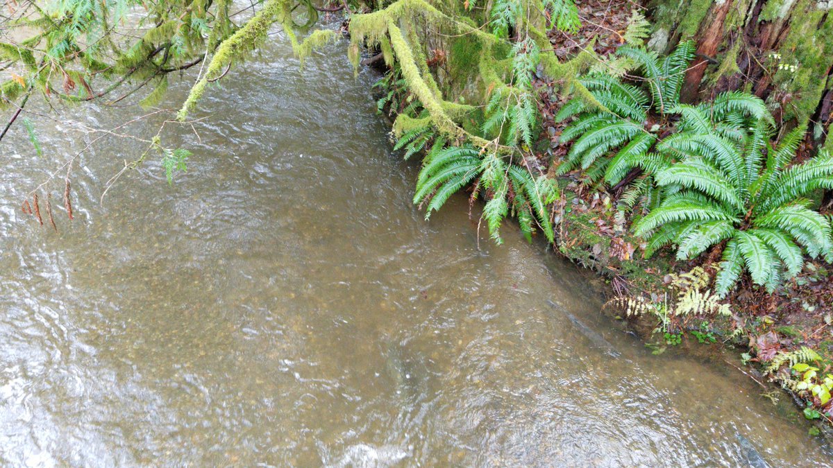 ryanlouie's tweet photo. #McClaneCreekNatureTrail #BeaverPond #McClaneCreek #salmon #spawning #CapitolStateForest #StreamTeam @experience_oly @ThurstonCounty @WAStatePks @waDNR @EcologyWA @WTA_hikers @ExperienceWA https://t.co/U2KJmhnADZ
