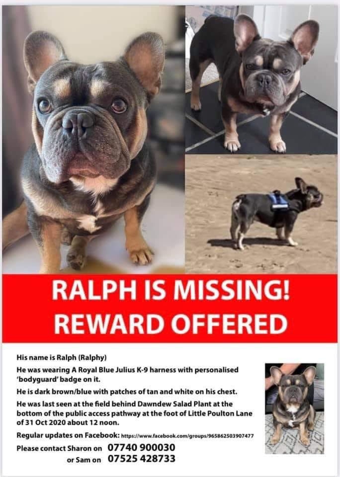 alicia_lyc's tweet photo. Hoping we can get Ralph home. He is a therapy dog and much needed & missed by his owners! Someone must no something, he can’t just disappear! C’mon Ralph Reward offered, no questions asked for safe return! #Ralph #Ralphy #GetRalphHome #toohottohandle #Frenchie #FrenchBulldog https://t.co/W3CNqkytBh