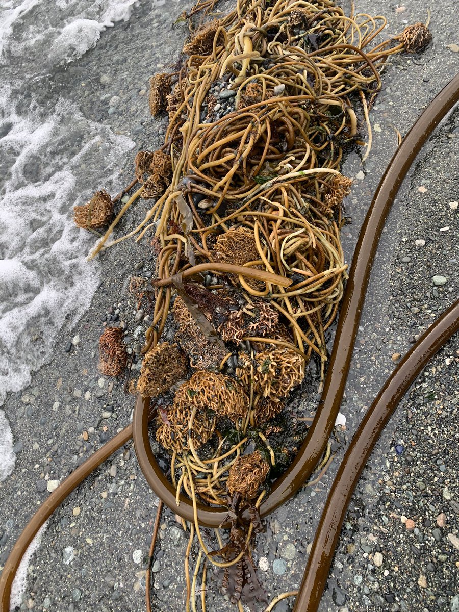 laura_verhegge's tweet photo. Holy holdfasts!!
Lots of Nereocystis being dislodged and washing up on local beaches these days... https://t.co/kIaZ2dQn1g