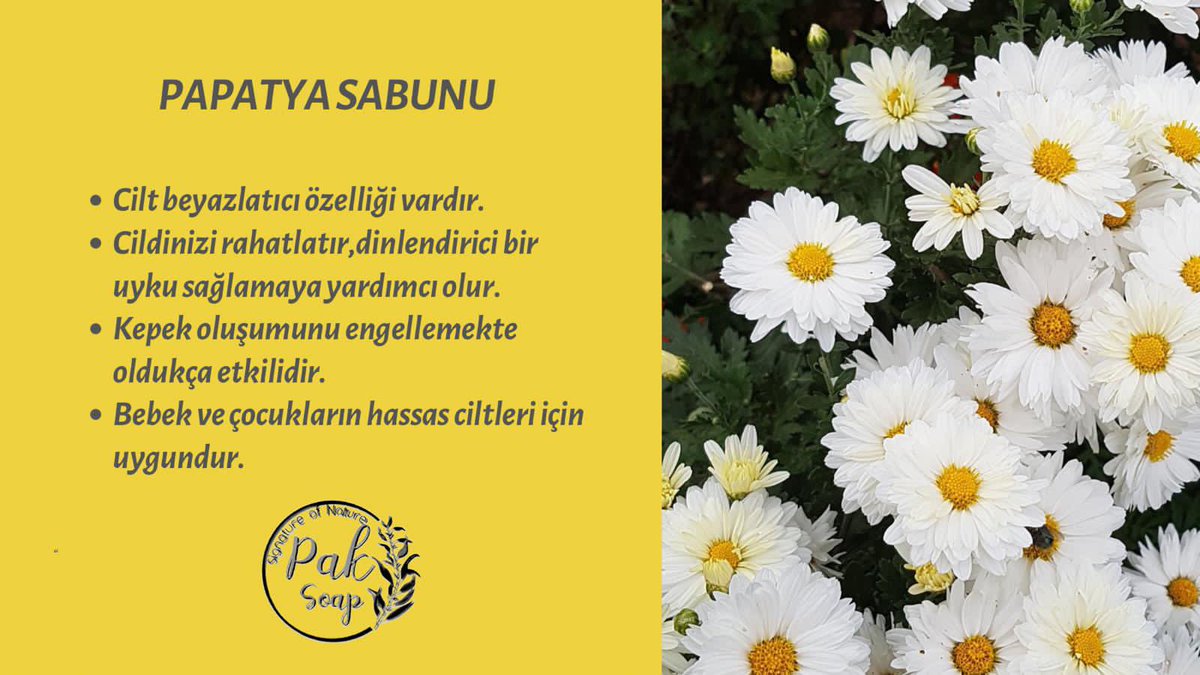 pak_soap's tweet photo. Papatya sabunu 
Papatya çiçeklerinden elde edilen yağ ile yapılmakta.🌼Boyalı saçlarda matlaşma ve kuruluk görülmekteyse en iyi çözüm papatya sabunu.#paksoap #naturel #sabun #soap #vegansoap #handmade #organik #papatyasabunu #SahinbeyeDeğer #vaniköycamii #Filistin #SeyitRiza https://t.co/PF6SqkmXlC