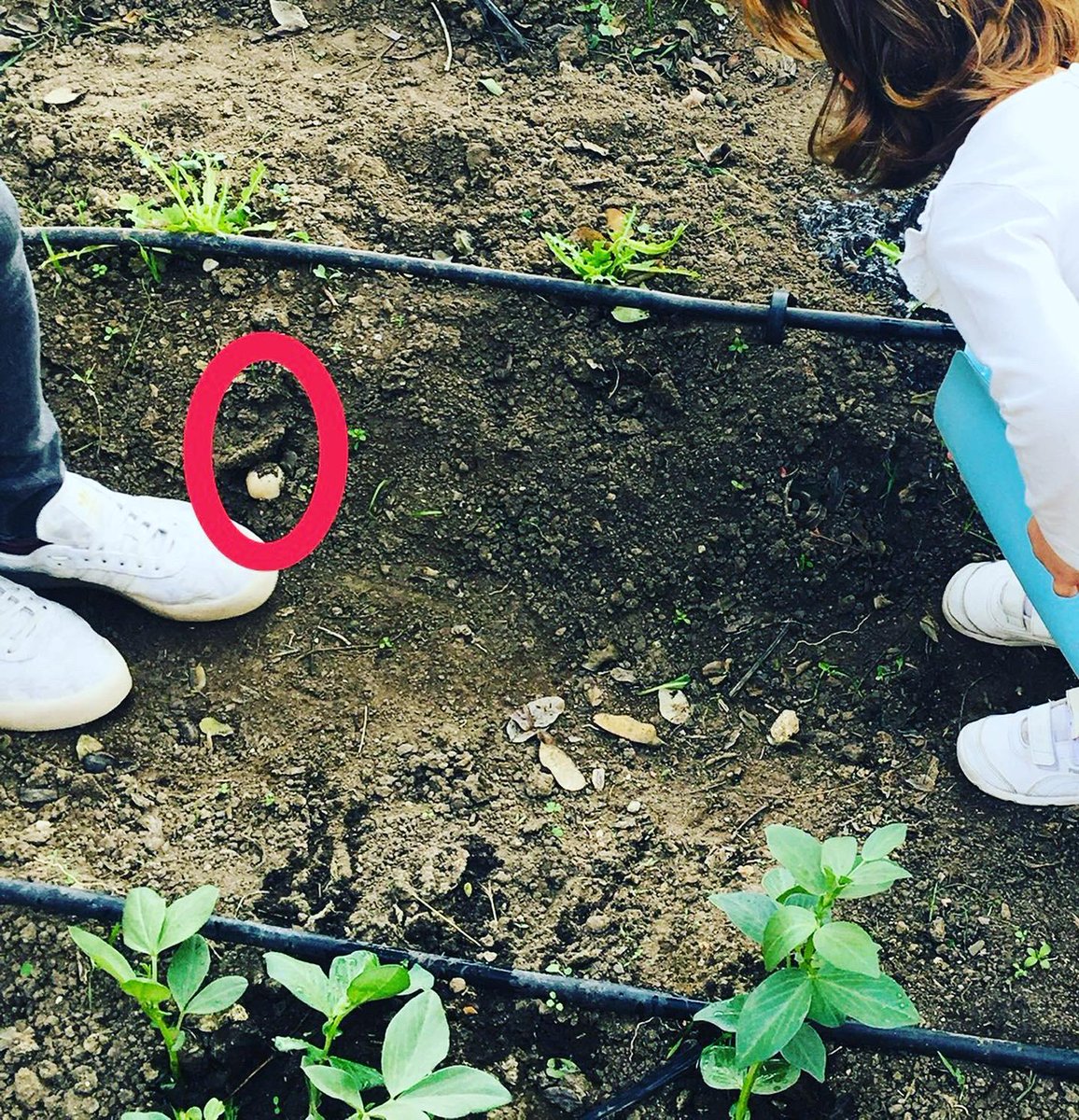 ceipmzambrano's tweet photo. Provocaciones de la propia naturaleza en nuestro ambiente exterior. De pronto, al ir a regar el huerto nos encontramos con unas setas 🍄. ¡Qué gran sorpresa nos llevamos! Nuestros niños y niñas nos enseñan a observar detenidamente los pequeños detalles. https://t.co/0lLl0LHCpW