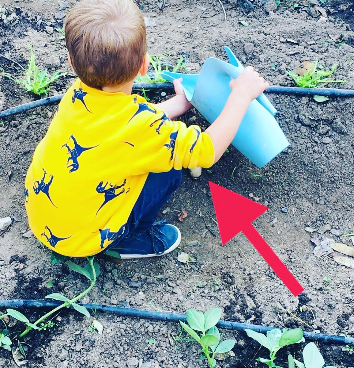 ceipmzambrano's tweet photo. Provocaciones de la propia naturaleza en nuestro ambiente exterior. De pronto, al ir a regar el huerto nos encontramos con unas setas 🍄. ¡Qué gran sorpresa nos llevamos! Nuestros niños y niñas nos enseñan a observar detenidamente los pequeños detalles. https://t.co/0lLl0LHCpW