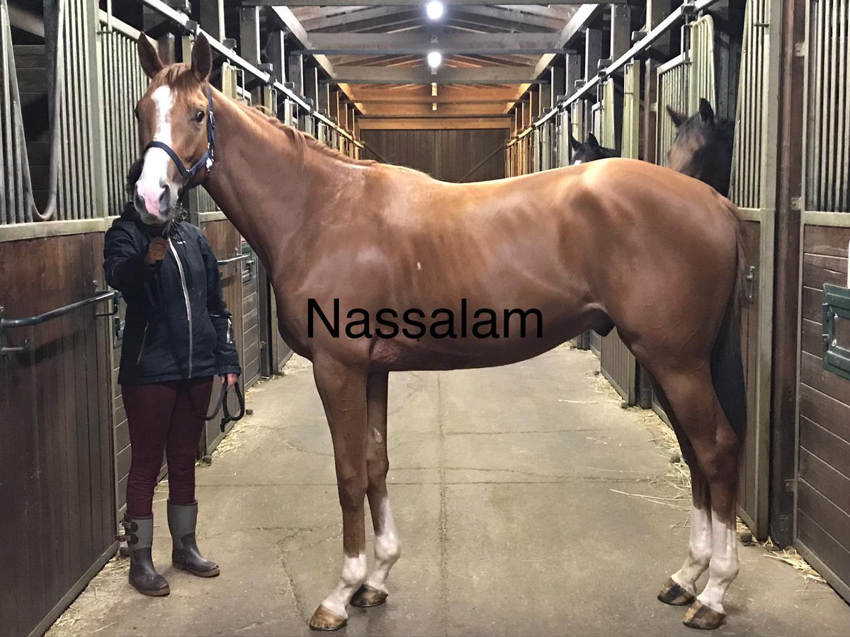 DAudouard's tweet photo. Première victoire d’un poulain dont nous sommes les naisseurs (génétique obstacle). Nassalam a terrassé l’opposition qui lui avait été offerte aujourd’hui à Fontwell. Suivent ses frères, à savoir un yearling par saint des saints et un foal par Dr Dino https://t.co/2WPrDXTLiY