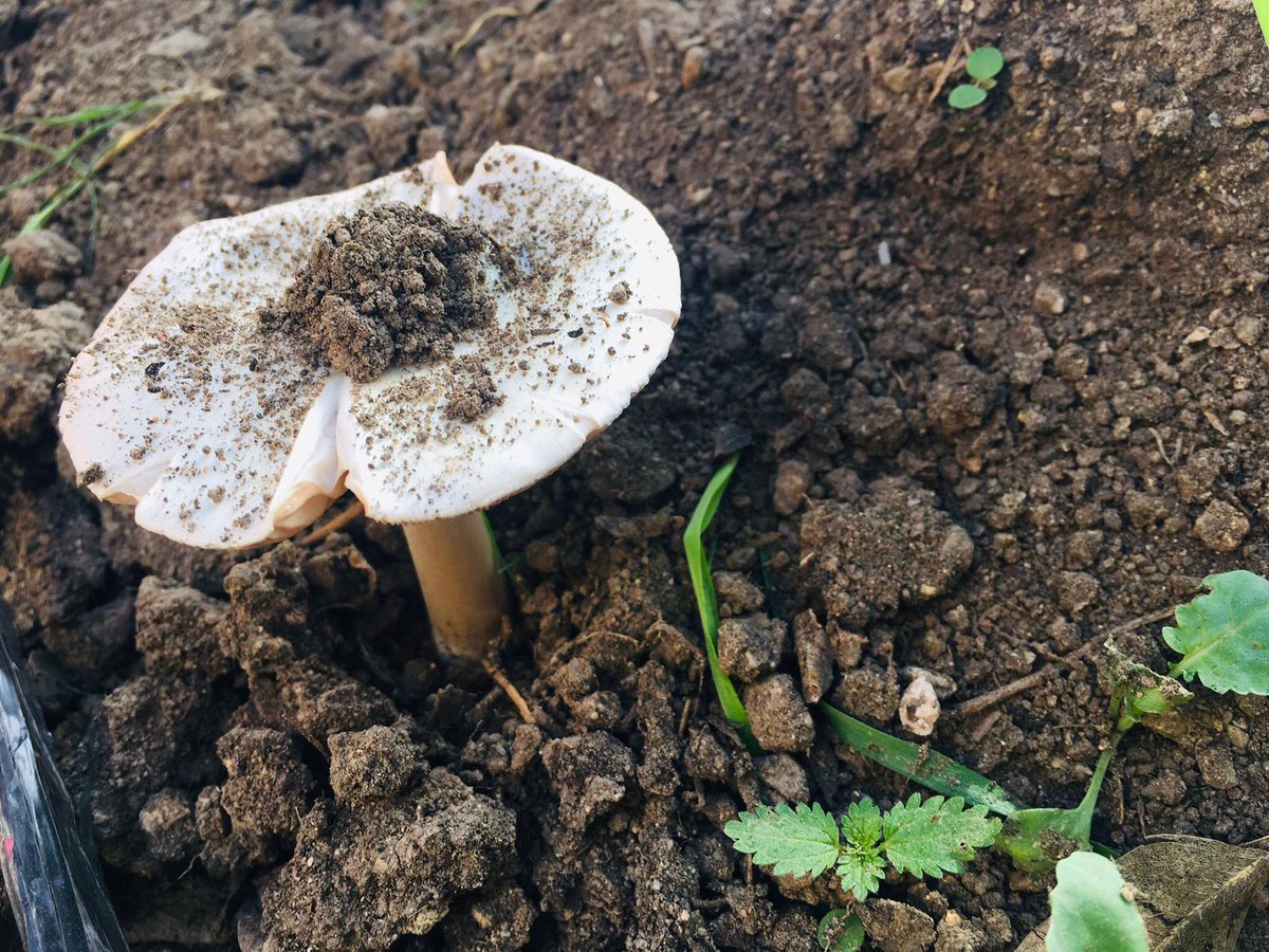 ceipmzambrano's tweet photo. Provocaciones de la propia naturaleza en nuestro ambiente exterior. De pronto, al ir a regar el huerto nos encontramos con unas setas 🍄. ¡Qué gran sorpresa nos llevamos! Nuestros niños y niñas nos enseñan a observar detenidamente los pequeños detalles. https://t.co/0lLl0LHCpW