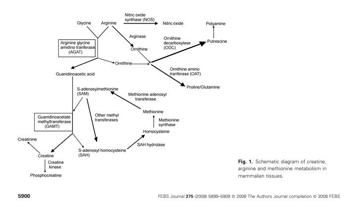 00:13:36Creatine is formed from three amino acids; arginine, glycine and methionine. In your kidneys and liver, it's put together in a two-step process and it forms creatine.