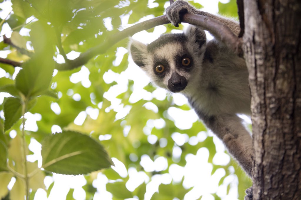 William Gray (@william_d_gray) on Twitter photo Chuffed to be shortlisted for this photo feature in <a href="/wanderlustmag/">Wanderlust magazine</a> - was out in Madagascar researching this almost a year ago. Little did I know that 12 months would pass without me or my camera going overseas...! Chuffed to be shortlisted for this photo feature in <a href="/wanderlustmag/">Wanderlust magazine</a> - was out in Madagascar researching this almost a year ago. Little did I know that 12 months would pass without me or my camera going overseas...!