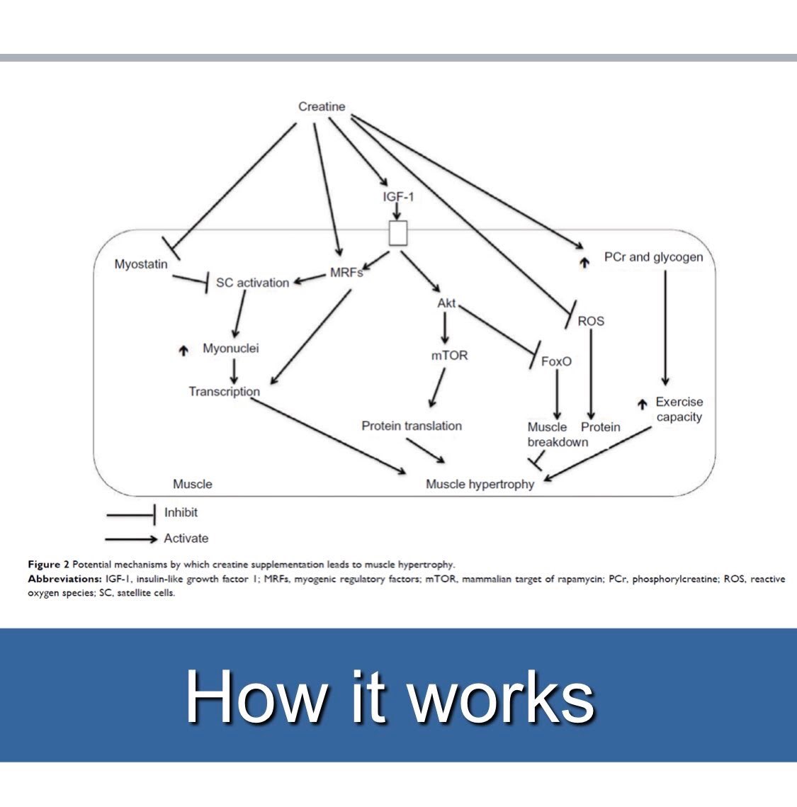 00:42:06“creatine works is through – there's a whole bunch of different mechanisms. It's not just by increasing the amount of phosphocreatine within the muscle.”
