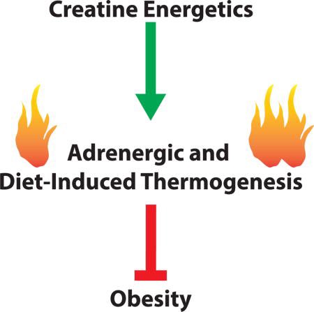0:54:41“There's some really interesting research in rats that shows that if you actually block the creatine transporter at adipose sites, it reduces whole body energy expenditure. They're actually suggesting that if you take creatine...you can increase energy expenditure”