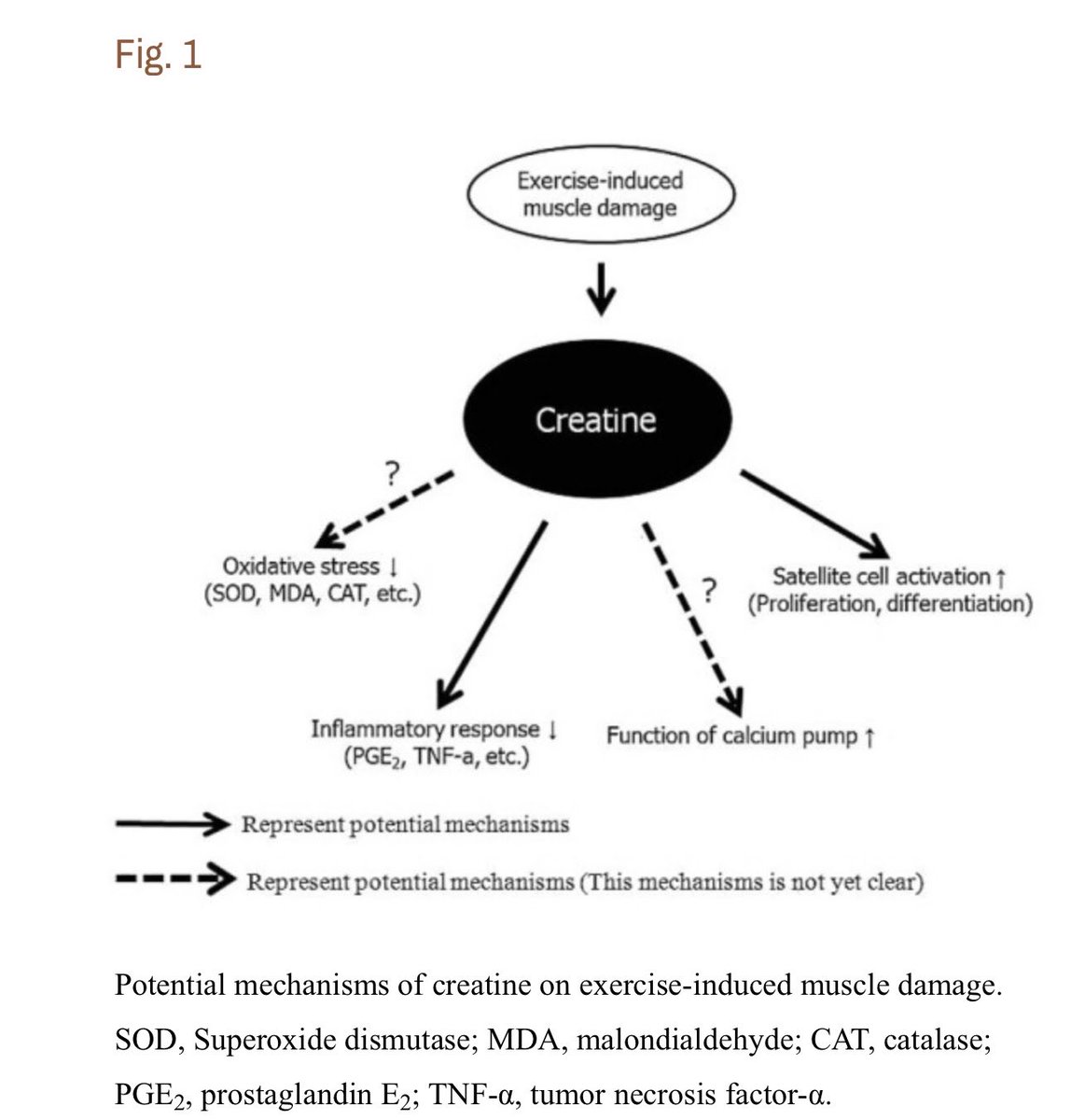 0:58:20“There's one particular study where they looked at muscle damage following a marathon. Those that took creatine had less muscle damage.” https://www.ncbi.nlm.nih.gov/pmc/articles/PMC4625651/pdf/jer-11-5-244.pdf