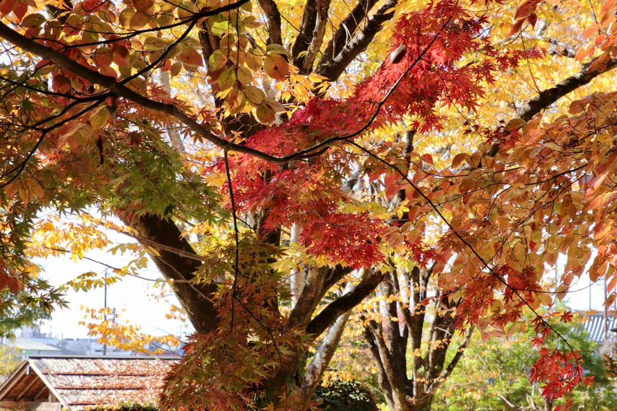 yumemi2288's tweet photo. おはようございます(o^^o)
今週も宜しくお願いします🍁 https://t.co/kG8zxw3045