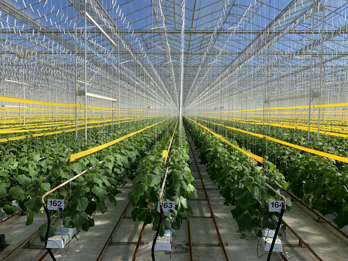 hortinix's tweet photo. My view this morning! #perfect #cucumbers #familyfreshfarms #highwire #glasshouse https://t.co/CMcXp0USNG