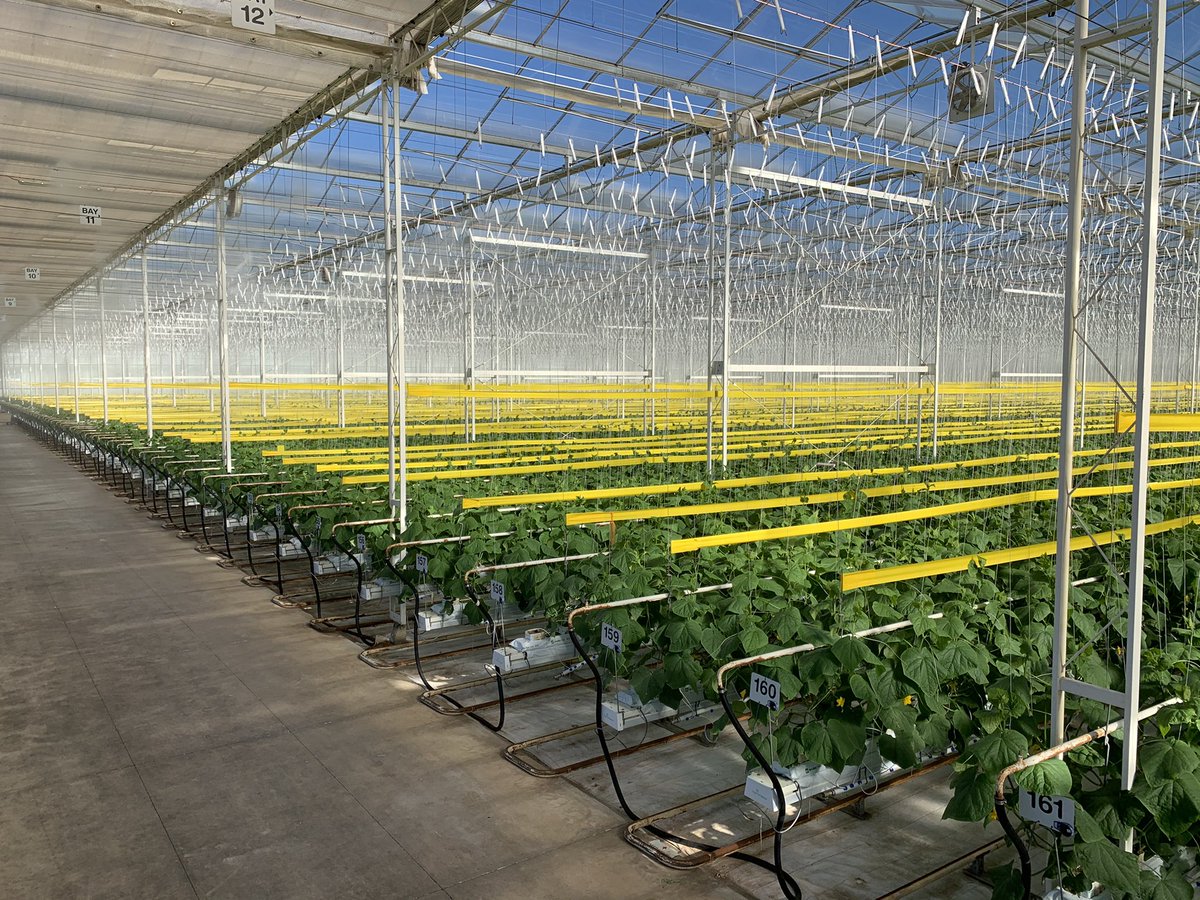 hortinix's tweet photo. My view this morning! #perfect #cucumbers #familyfreshfarms #highwire #glasshouse https://t.co/CMcXp0USNG