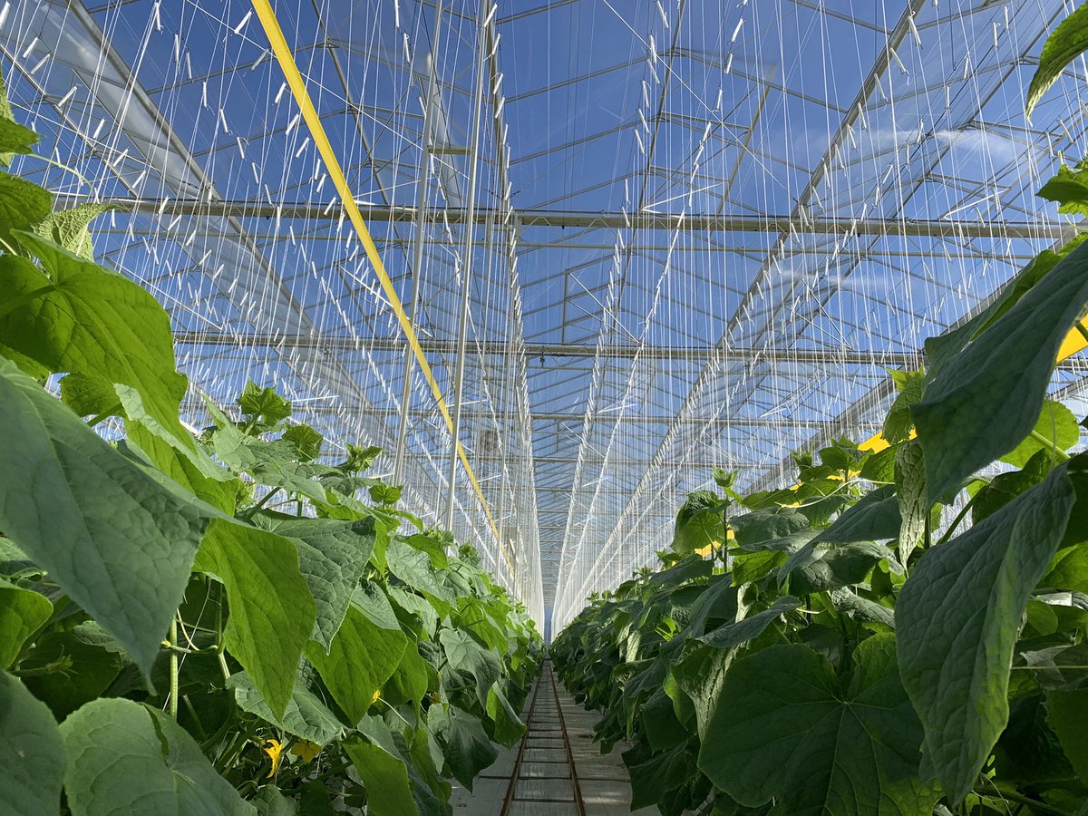 hortinix's tweet photo. My view this morning! #perfect #cucumbers #familyfreshfarms #highwire #glasshouse https://t.co/CMcXp0USNG