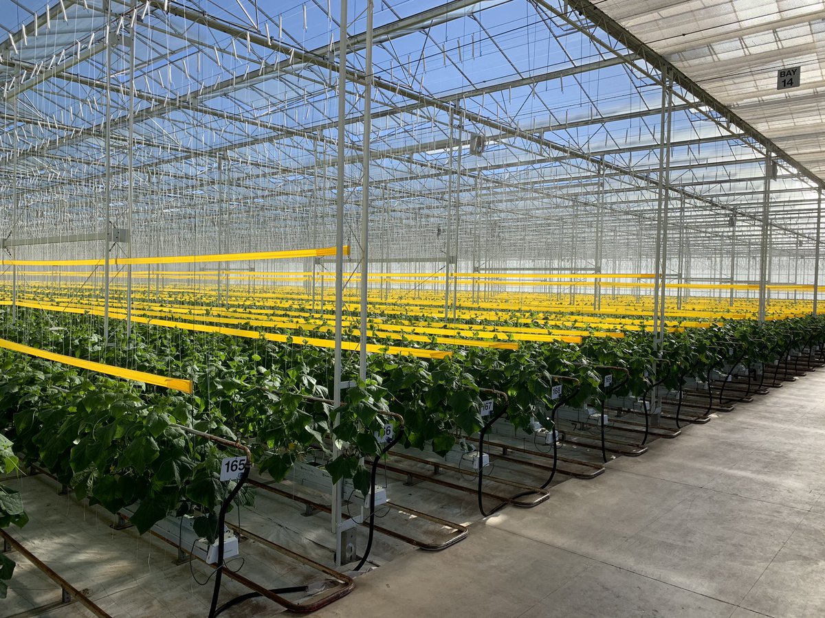 hortinix's tweet photo. My view this morning! #perfect #cucumbers #familyfreshfarms #highwire #glasshouse https://t.co/CMcXp0USNG
