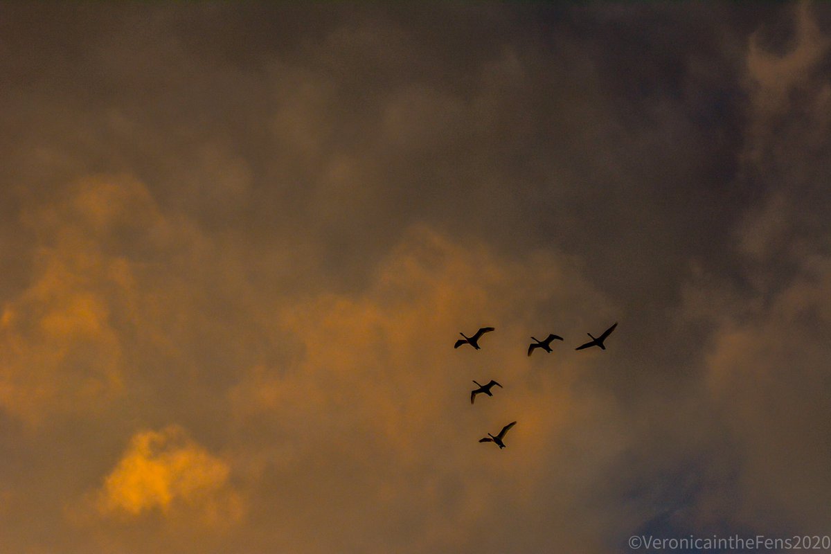 VeronicaJoPo's tweet photo. Love this Flyby of Swans at sunset in @WickenFenNT this windy Sunday afternoon. @nationaltrust #Cambridgeshire #sunset #flyingswans @StormHour @SpottedInEly https://t.co/vvECGe5mcM