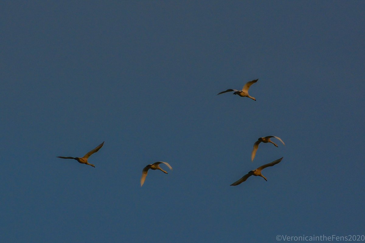 VeronicaJoPo's tweet photo. Love this Flyby of Swans at sunset in @WickenFenNT this windy Sunday afternoon. @nationaltrust #Cambridgeshire #sunset #flyingswans @StormHour @SpottedInEly https://t.co/vvECGe5mcM