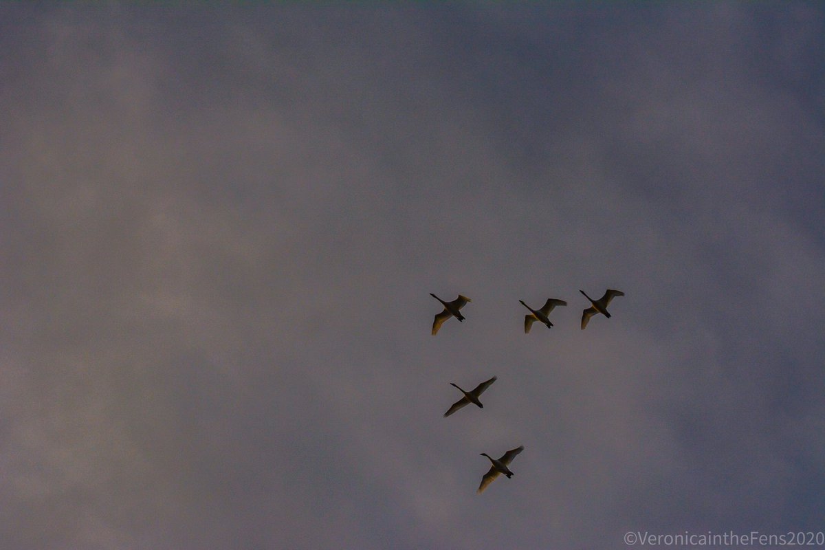 VeronicaJoPo's tweet photo. Love this Flyby of Swans at sunset in @WickenFenNT this windy Sunday afternoon. @nationaltrust #Cambridgeshire #sunset #flyingswans @StormHour @SpottedInEly https://t.co/vvECGe5mcM
