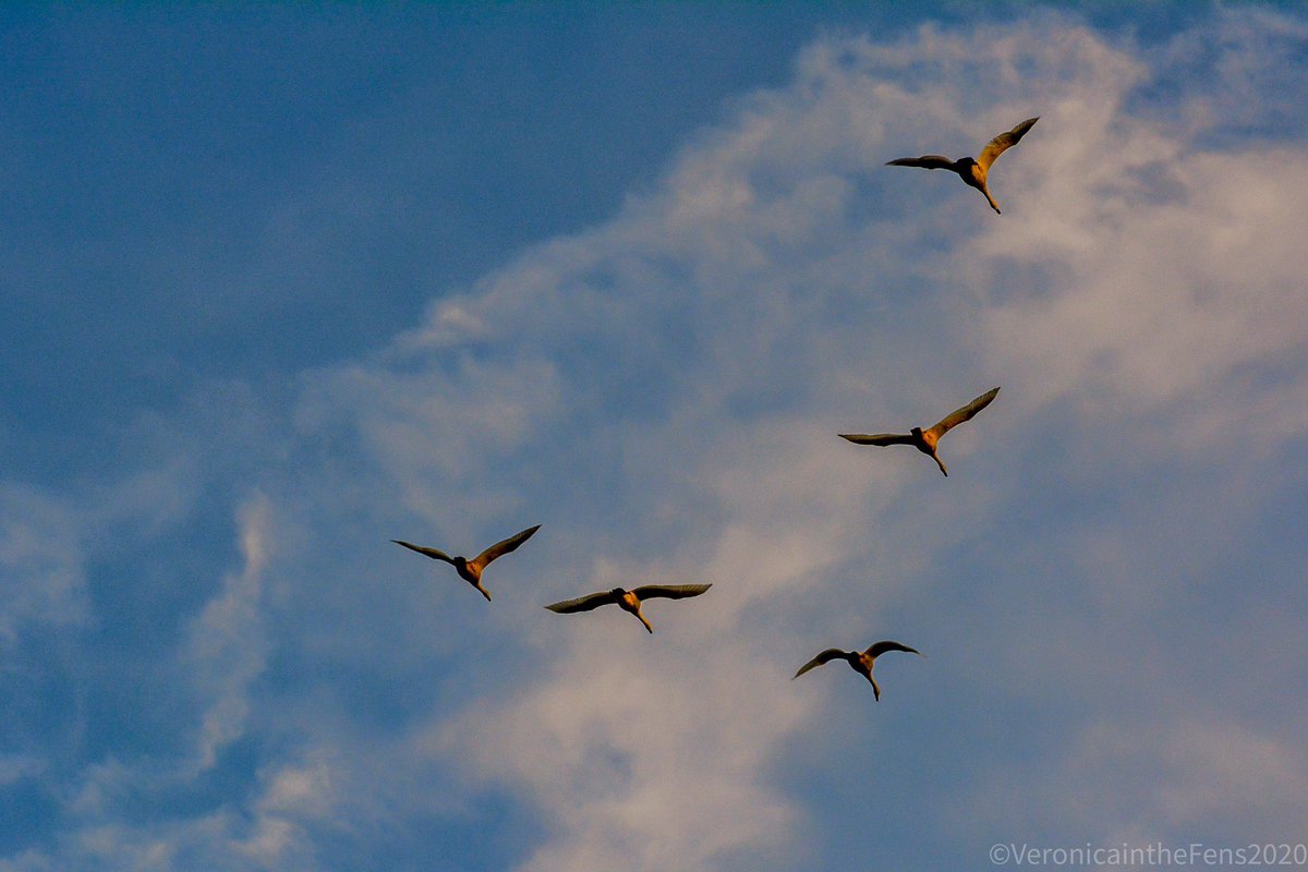 VeronicaJoPo's tweet photo. Love this Flyby of Swans at sunset in @WickenFenNT this windy Sunday afternoon. @nationaltrust #Cambridgeshire #sunset #flyingswans @StormHour @SpottedInEly https://t.co/vvECGe5mcM