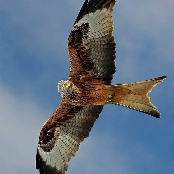 Milano real / Milvus milvus 

Es similar en aspecto al milano negro, del que se distingue por su cabeza de color gris plateado y su silueta.
Aunque tiene una capacidad predadora bastante limitada, su dieta es especialmente variada con tendencias marcadamente carroñeras.