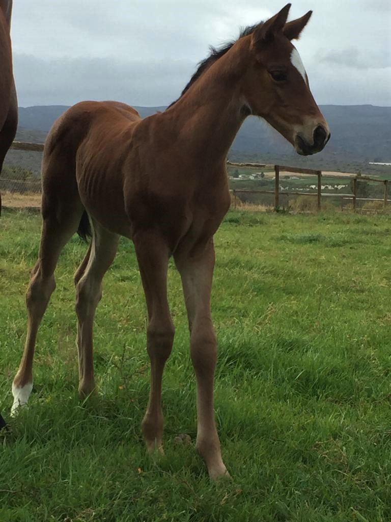 allanbloodlines's tweet photo. v pleased with our 6th @KlawervleiJohn #CaptainofAll this #ArranStud based filly (at 8 days) ex a #WesternWinter full to 2xblacktypers, dam of 1st foal 3xwinner #Kamaishi https://t.co/neesGPXRLO