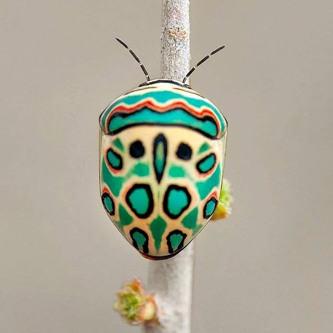 floresimosquera's tweet photo. Sphaerocoris annulus,
nombres comunes #PicassoBug o #ZuluHudBug
los bichitos de #SanAntonio ...
#sfm https://t.co/ArsWNrBKfI
