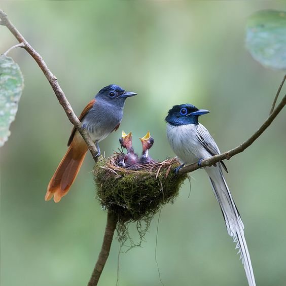 Por falta de aderência amorosa muita gente perambula pelos meandros do espírito. Por isto, o Caminho se desdobra em mil para não deixar ninguém de fora.
Onaldo
