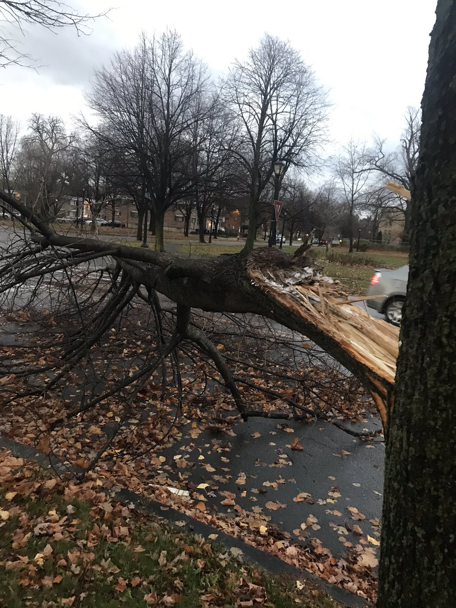 CatieBTV's tweet photo. A large tree branch is blocking traffic between Porter And Richmond Ave around Symphony Circle @WGRZ #WindyWeather https://t.co/LMRmanbQif