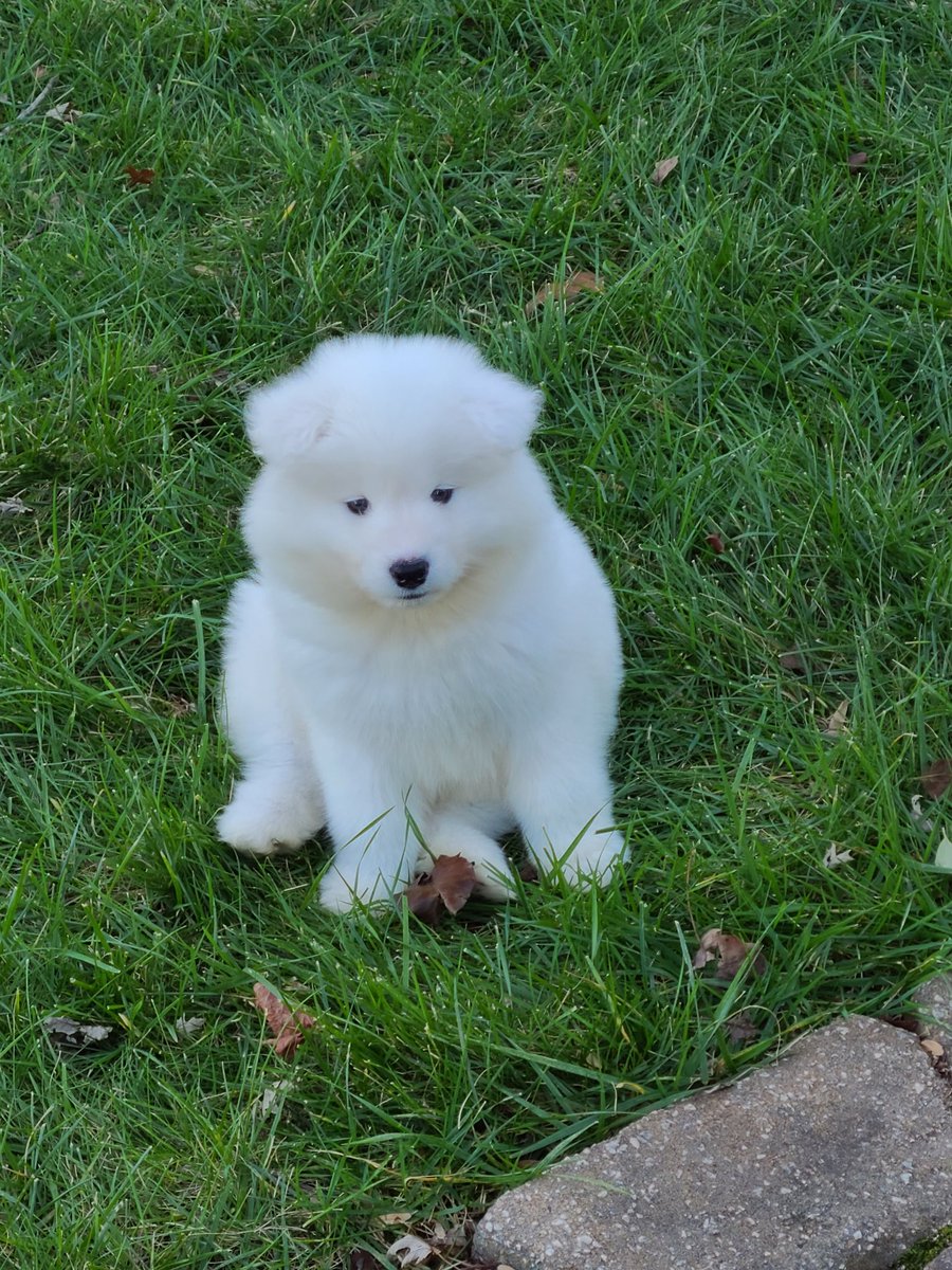 Graeme B tweet media