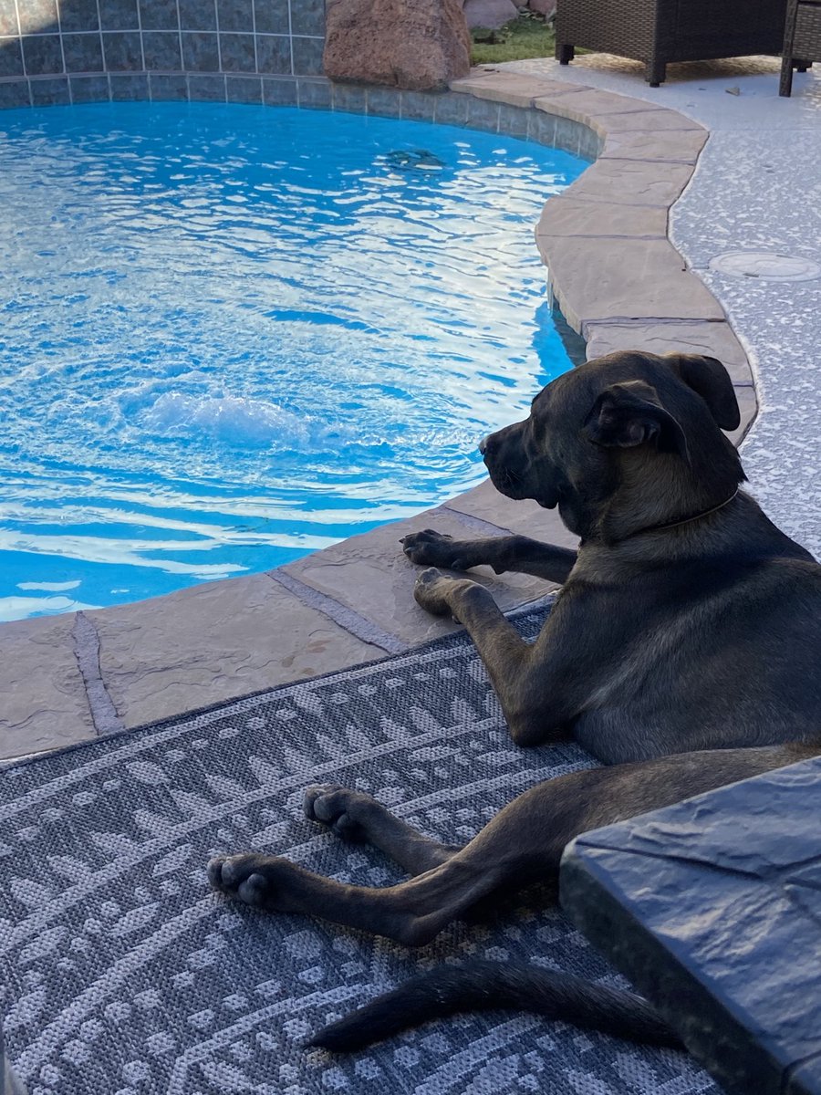 mefan4life_m's tweet photo. #CharlieGirl dreaming of summer weather.....#NoPool #ColdWater z https://t.co/VtXd2KL8hh