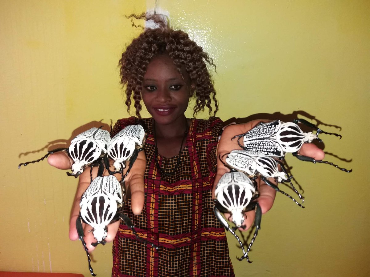 CongoAutrement's tweet photo. Site internet https://t.co/TZXs2bdr7r 🇨🇩 
Un autre regard sur le Congo 

CUISINE CONGOLAISE : SCARABÉE GOLIATH DU CONGO....ÇA SE MANGE, ET C'EST BON !

Scarabée royal Goliath, est une espèce de coléoptères appartenant à la famille des Scarabaeidae. https://t.co/dqBXUh4s2O