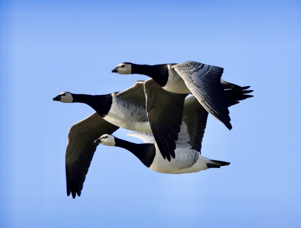 FrankRGardner's tweet photo. In from the Arctic: migrating Barnacle Geese, in Britain for the winter https://t.co/BlwSYct9qk