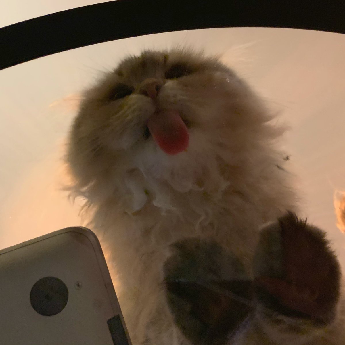 Jag fotade vår minikisse underifrån när han stod på glasbordet och slickade lite. Varsågoda.
