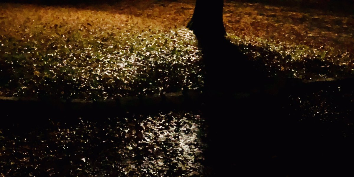 mgrappo's tweet photo. Night’s cold silence bears
Burning truths cast one-by-one 
From the Tree of Life.  #haiku #autumnleaves #wisdom #truth https://t.co/8SUZysEbiQ
